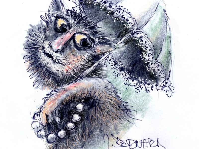 Schmidts Katze Mourinka / Illustration: Jiří Bernard