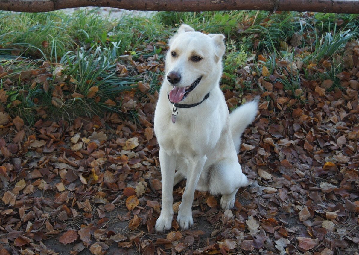 Gut erzogen ist der Hund mein bester Freund, Foto: Friederike Aschhoff