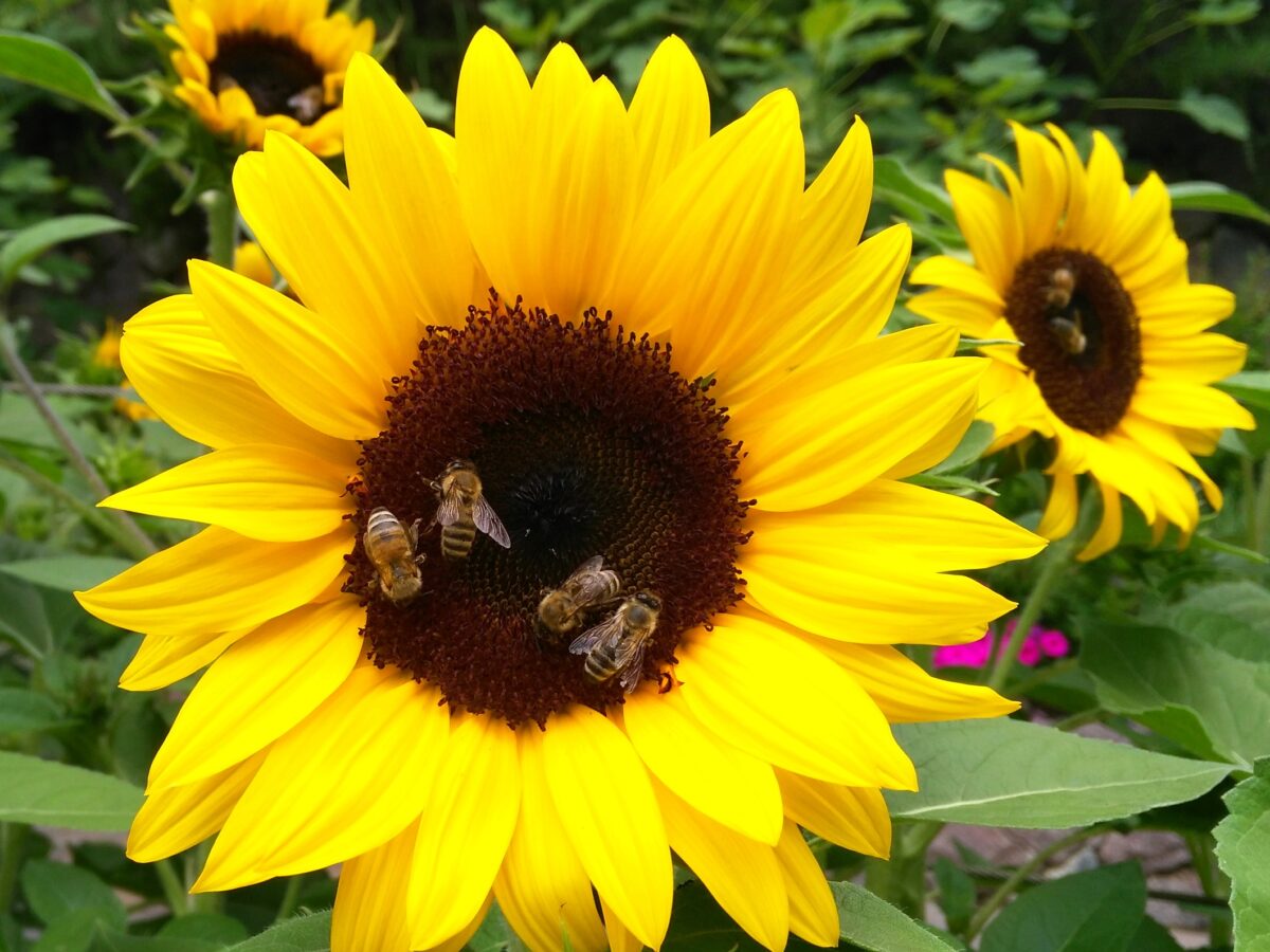 Zur Stärkung ihres Immunsystems brauchen Bienen die ein reichhaltiges und vielfältiges Nahrungsangebot - Foto: Silke Wolf