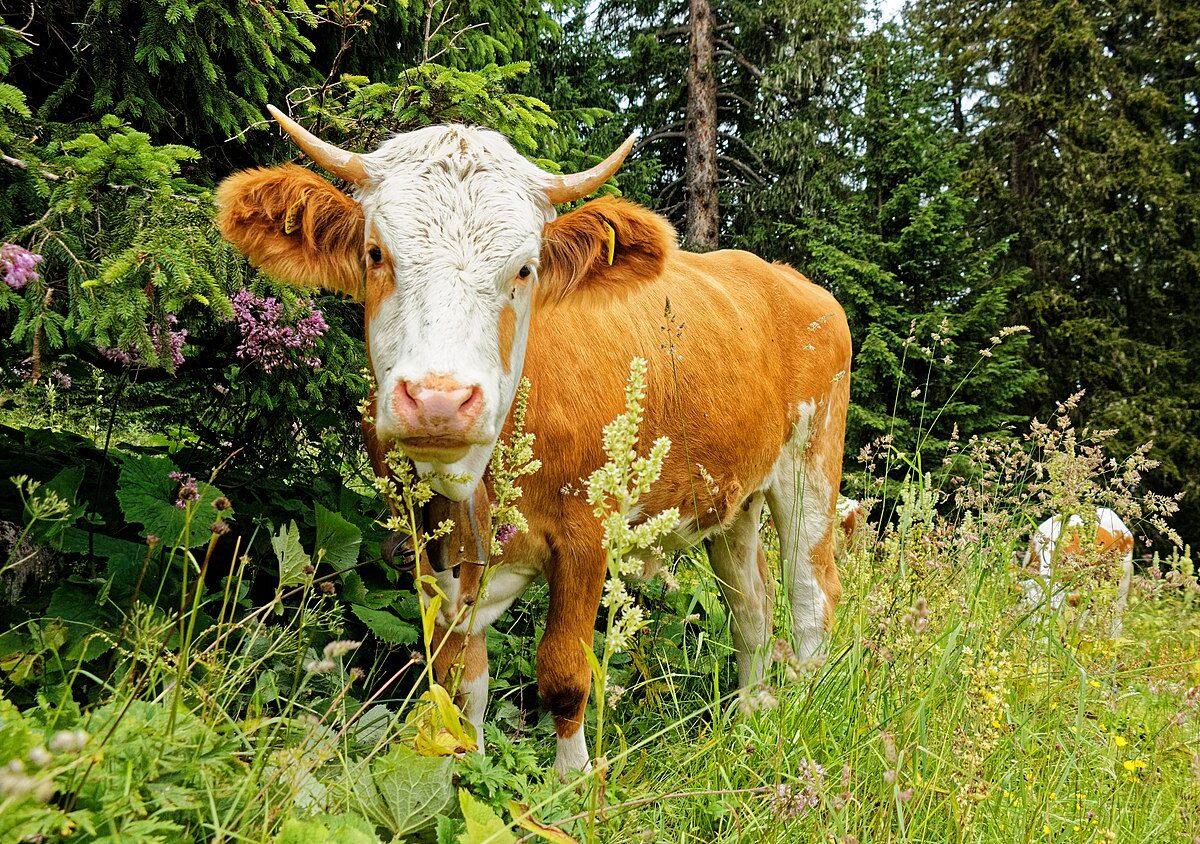 Zufälliges Opfer informeller Kommunikation - Foto: Harry1944, Wikimedia Commons, CC BY-SA 4.0