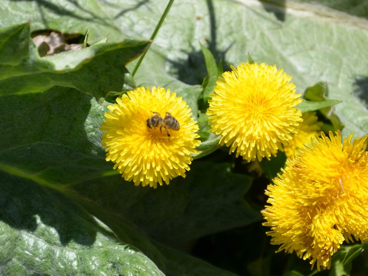 Frei wie eine Biene - Foto: Tomáš Randýsek