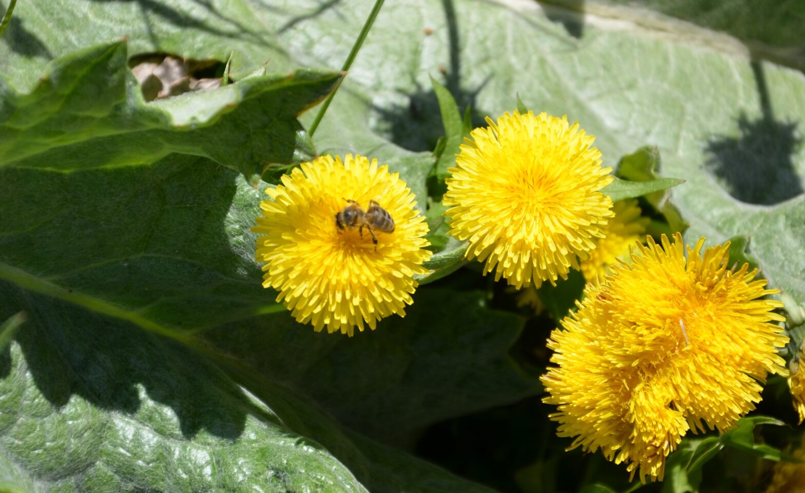 Frei wie eine Biene - Foto: Tomáš Randýsek