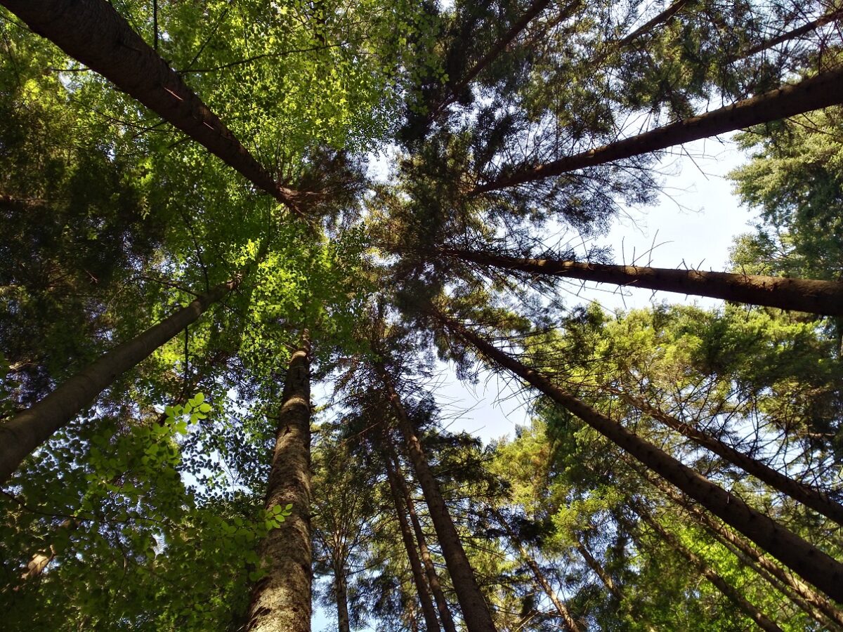 Waldidylle - Foto: Isabelle Wolf