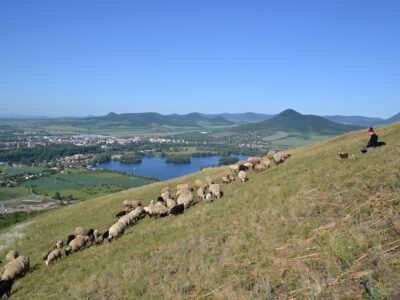Seit 2018 gehören Schafherden wieder zum Bild des Böhmischen Mittelgebirges. Im Hintergrund die Gipfel Lobosch (Lovoš) und Milleschauer (Milešovka). Foto: LSG Böhmisches Mittelgebirge/Benešová