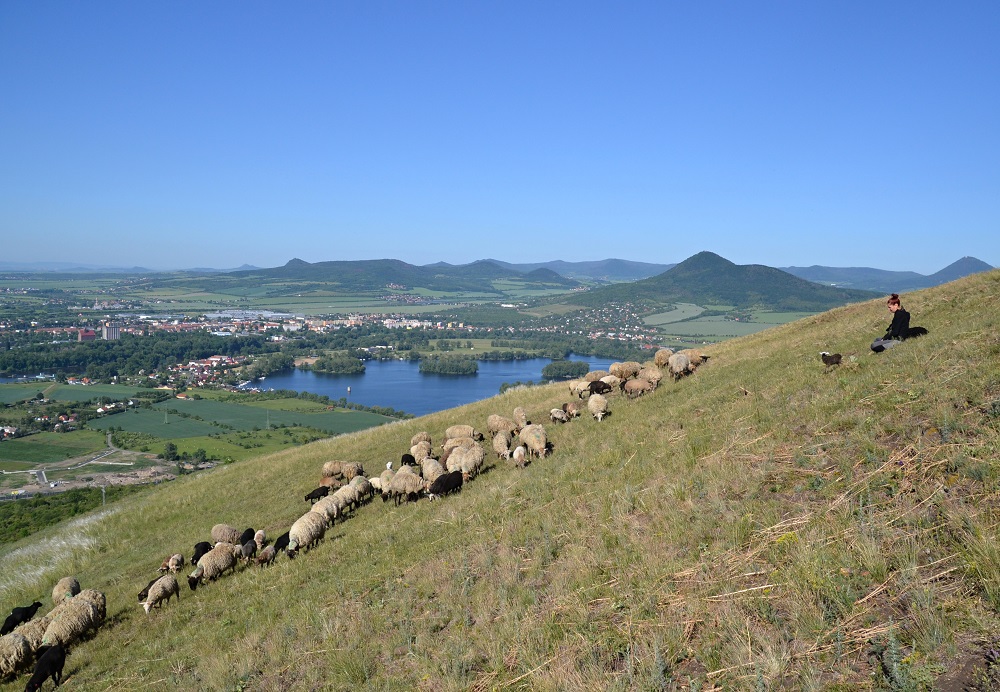 Seit 2018 gehören Schafherden wieder zum Bild des Böhmischen Mittelgebirges. Im Hintergrund die Gipfel Lobosch (Lovoš) und Milleschauer (Milešovka). Foto: LSG Böhmisches Mittelgebirge/Benešová