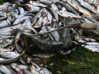 Mehr als 32 Tonnen tote Fische zog die Feuerwehr aus der Betschwa. Foto: ČTK/Peřina Luděk