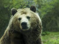Bären gab es früher auch im Böhmerwald.Foto: Pixabay