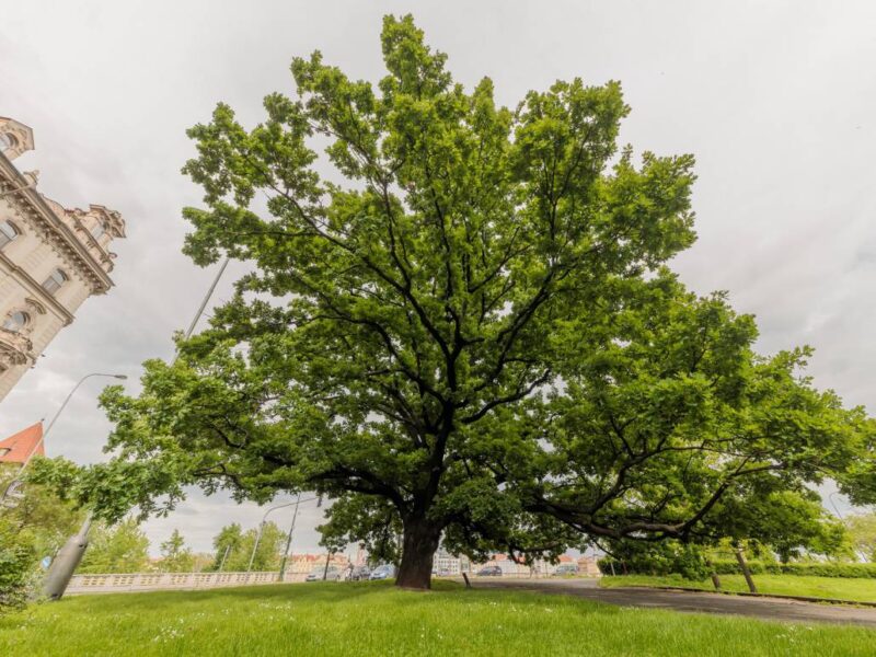 Die eindrucksvolle Stieleiche an der Straßenkreuzung V Botanice/Janáčkovo nábřeží. Foto: Alexey Norkin