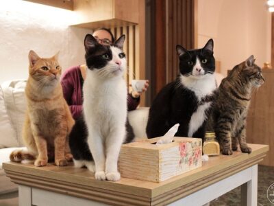 Barney, Oldík, Fanfán von Tulipán und Skořice posieren gelassen für die Kamera. Foto: Facebook Kavárna Kočičí