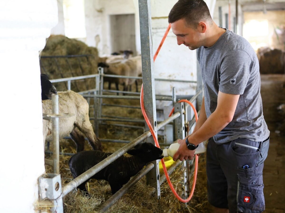Ein Praktikant versorgt das junge Lamm. Foto: Tandem/ Lenka Mahdalová