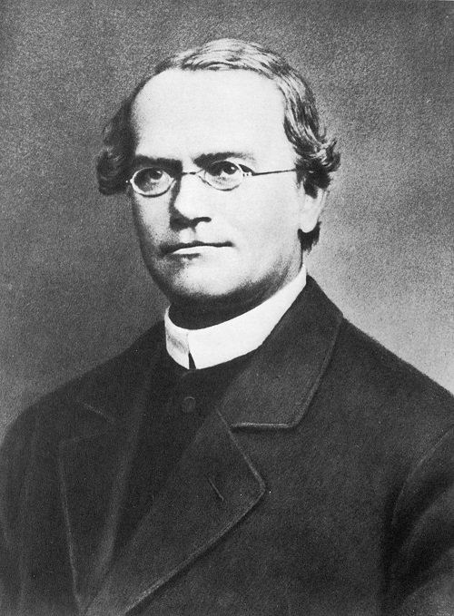 Gregor Mendel. Foto: Wikimedia Commons/ gemeinfrei