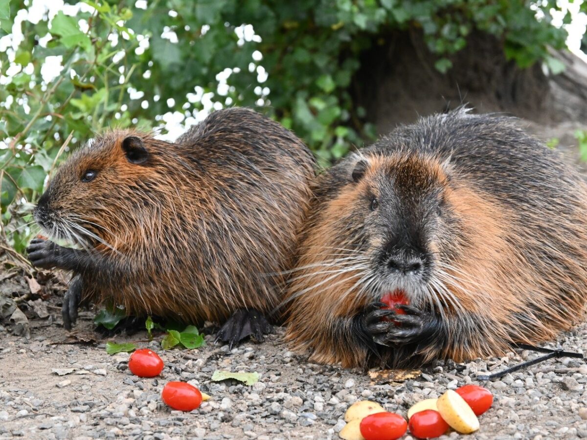Nutria halten sich meist in Wassernähe auf, so wie hier am Ufer der Moldau. Foto: Madeleine Eisenbarth