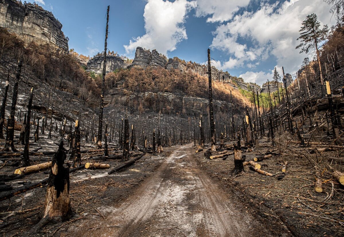 Nach dem Waldbrand in der Böhmischen Schweiz. Foto: Anna Boháčová / MFDNES + LN / Profimedia
