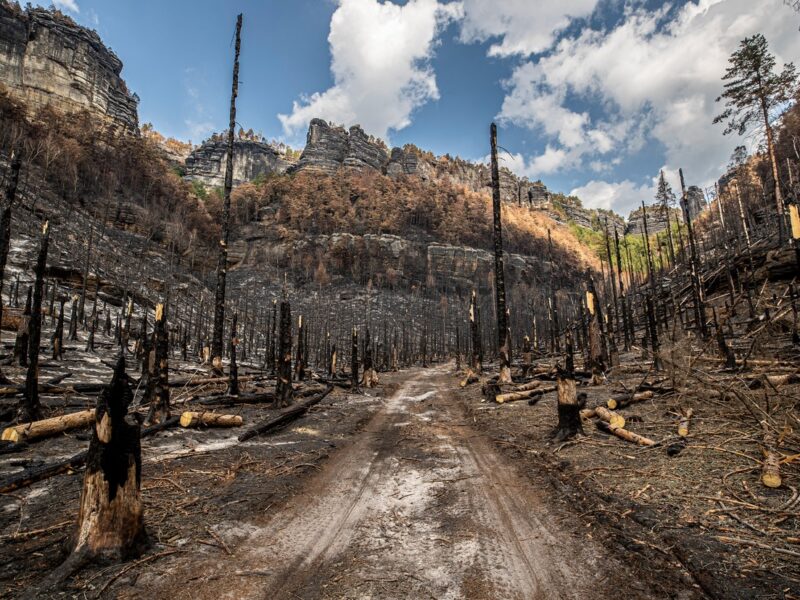 Nach dem Waldbrand in der Böhmischen Schweiz. Foto: Anna Boháčová / MFDNES + LN / Profimedia