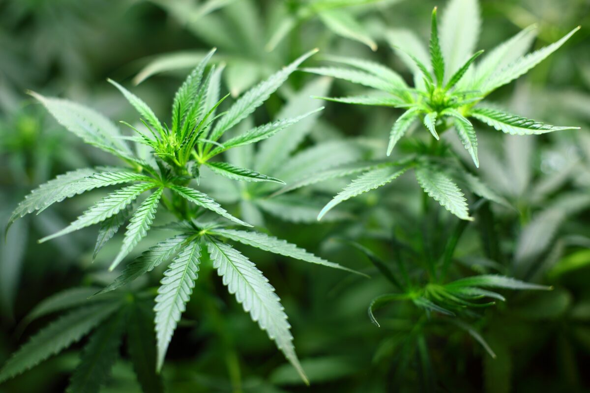 Bei Hausdurchsuchungen beschlagnahmten Zollbeamte 743 Kilogramm Cannabis