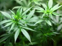 Bei Hausdurchsuchungen beschlagnahmten Zollbeamte 743 Kilogramm Cannabis