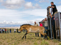 Die in Tschechien gezüchteten Przewalski-Pferde springen aus ihren Containern und genießen ihr neues Zuhause in Kasachstan. Foto: Zoo Praha