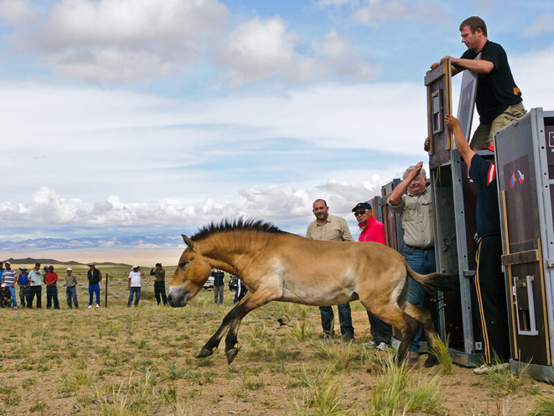 Die in Tschechien gezüchteten Przewalski-Pferde springen aus ihren Containern und genießen ihr neues Zuhause in Kasachstan. Foto: Zoo Praha