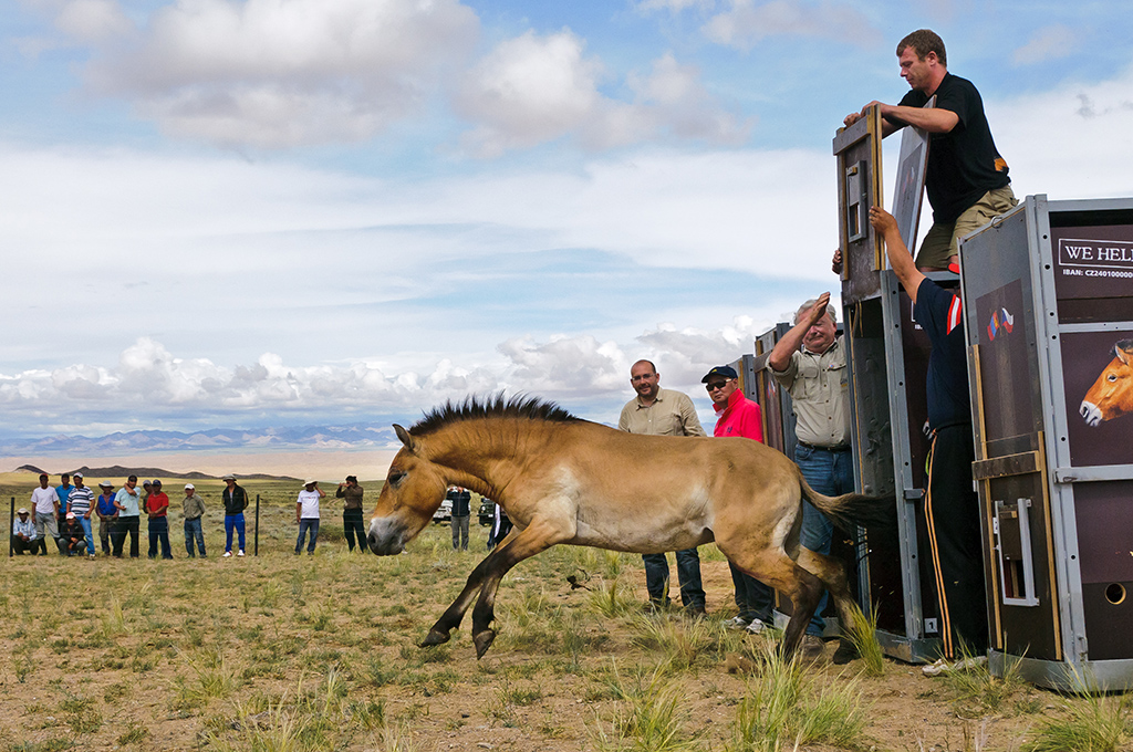 Die in Tschechien gezüchteten Przewalski-Pferde springen aus ihren Containern und genießen ihr neues Zuhause in Kasachstan. Foto: Zoo Praha