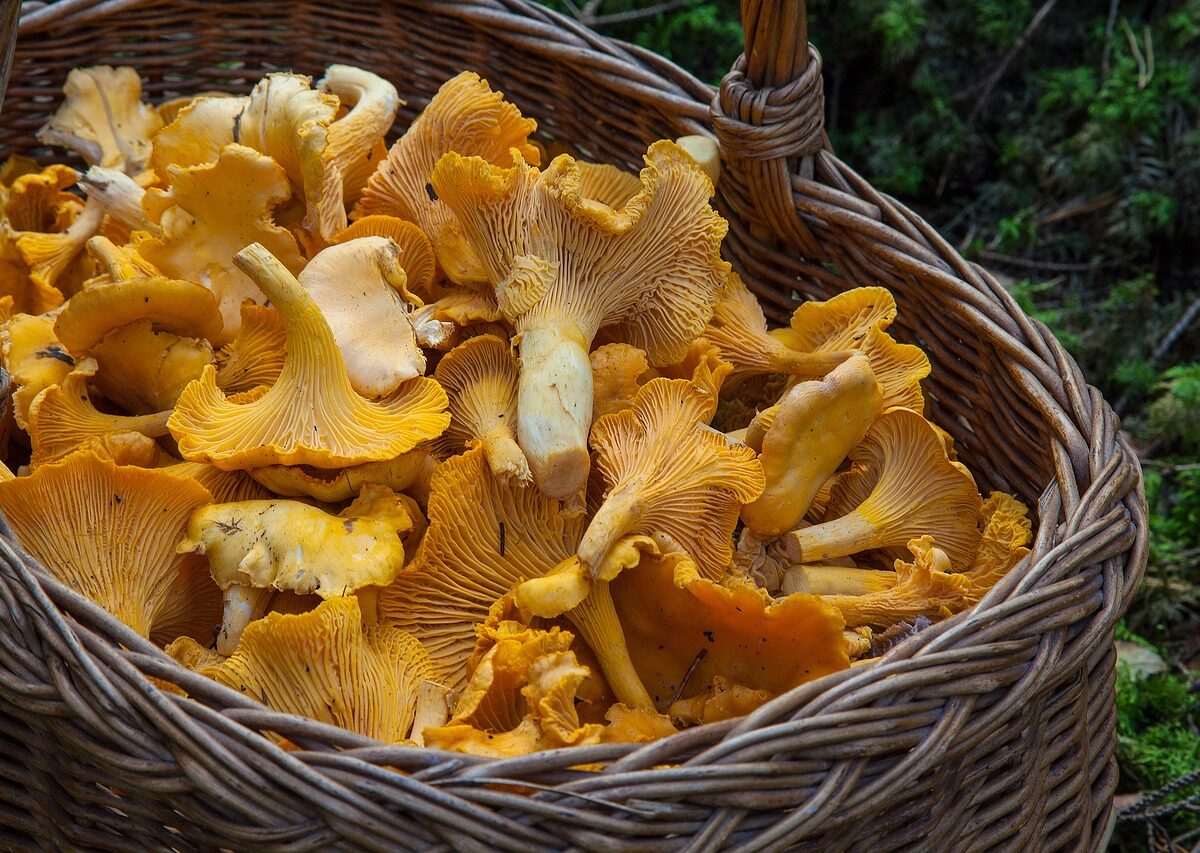Pilzesammeln ist in Tschechien sehr beliebt. Allerdings erwischen Sammler manchmal auch ungenießbare oder giftige Pilze. Auch die Zubereitung will gekonnt sein. Foto: Pixabay