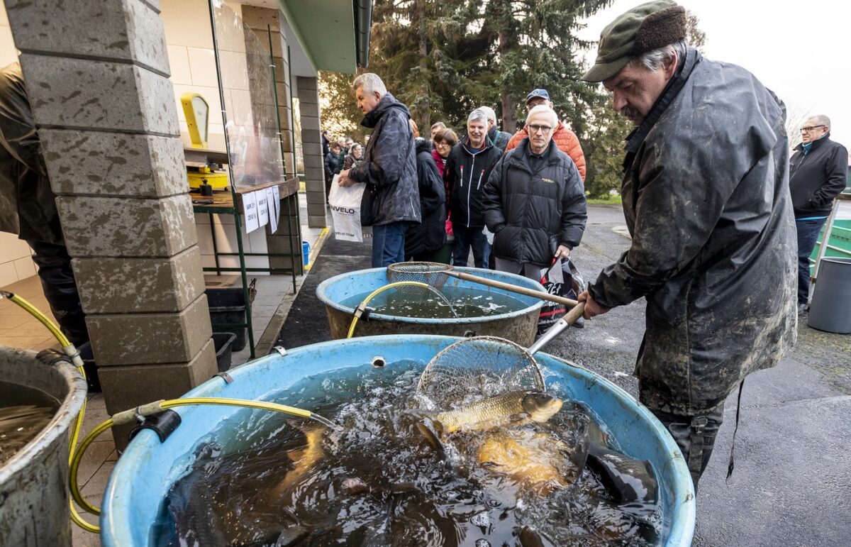 Kurz vor Weihnachten beginnt in Tschechien traditionell der Karpfenverkauf. Foto: ČTK / Hájek Ondřej