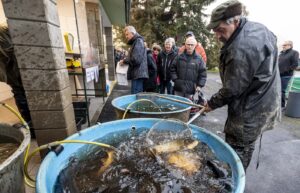 Kurz vor Weihnachten beginnt in Tschechien traditionell der Karpfenverkauf. Foto: ČTK / Hájek Ondřej