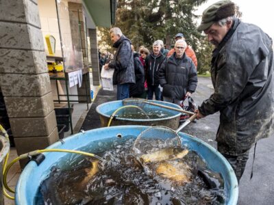 Kurz vor Weihnachten beginnt in Tschechien traditionell der Karpfenverkauf. Foto: ČTK / Hájek Ondřej