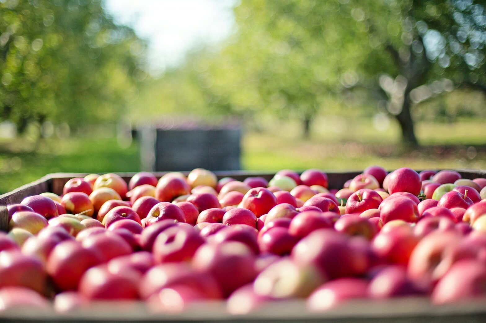 Äpfel liegen in einer Kiste. Im Hintergrund sind Bäume und Obstfelder zu sehen.