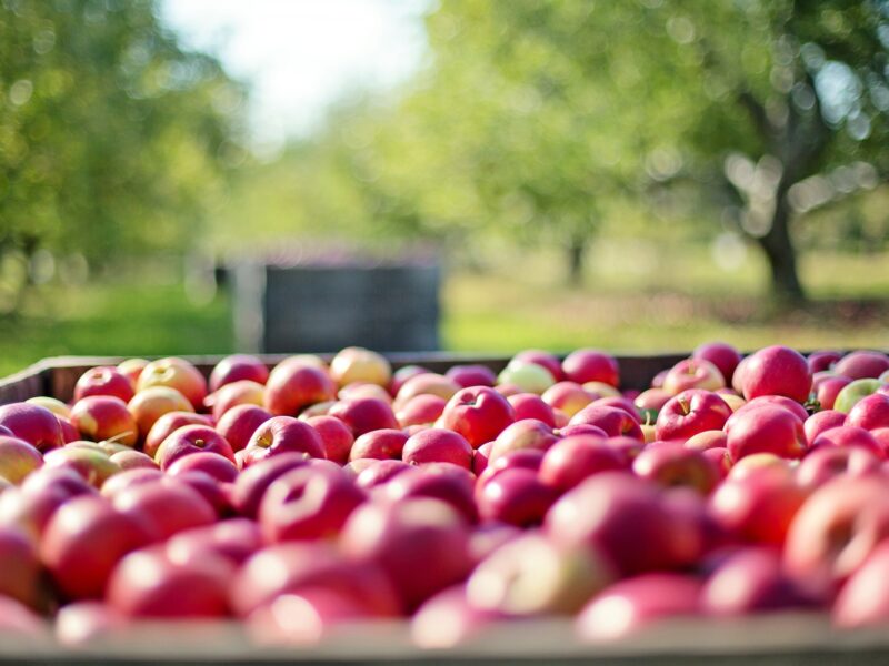 Äpfel liegen in einer Kiste. Im Hintergrund sind Bäume und Obstfelder zu sehen.