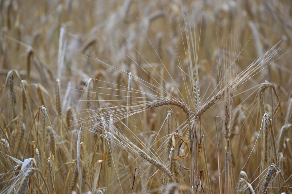 Ein Kornfeld, im Vodergrund eine Ähre.