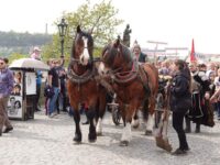 Zwei große Pferde ziehen eine historische Kutsche über die Karlsbrücke in Prag, umgeben von Menschen in mittelalterlichen Kostümen und neugierigen Zuschauenden.