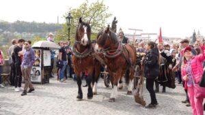 Zwei große Pferde ziehen eine historische Kutsche über die Karlsbrücke in Prag, umgeben von Menschen in mittelalterlichen Kostümen und neugierigen Zuschauenden.
