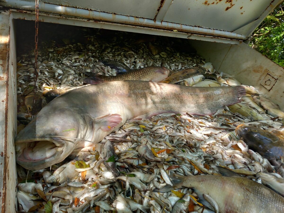 Im Modlanská-Stausee bei Teplitz ereignete sich ein Fischsterben.