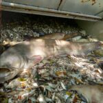 Im Modlanská-Stausee bei Teplitz ereignete sich ein Fischsterben.