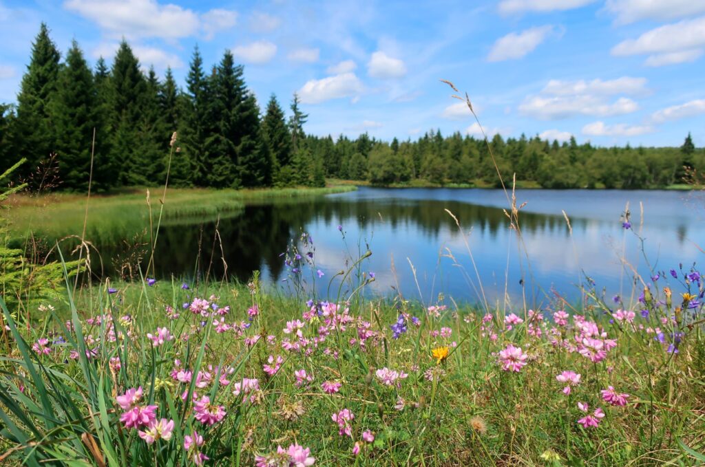 Der Kammwanderweg Erzgebirge Ost wurde neu markiert und führt nun abseits befahrener Straßen durch die Natur.