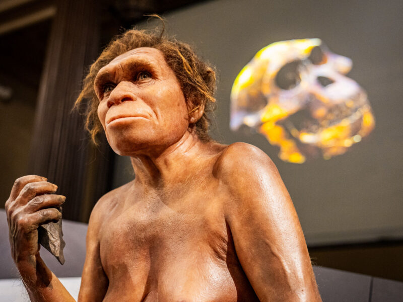 Lucy und Selam in Prag: Urahnen der Menschheit erstmals in Europa zu sehen