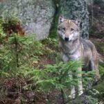 Wolf im Freigehege in Rehberg (Srní).