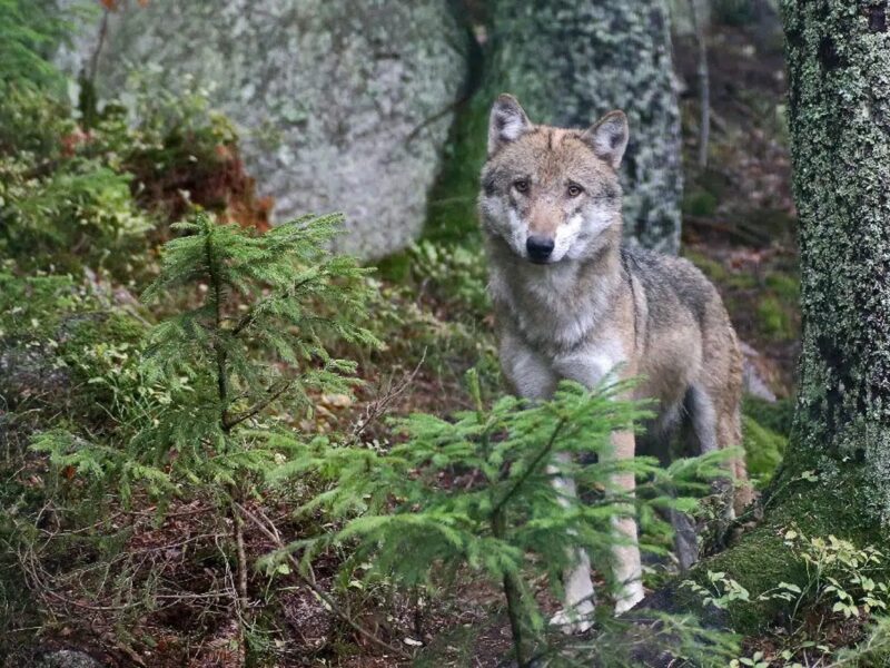 Böhmerwald: Wölfe aus Gehege ausgebrochen