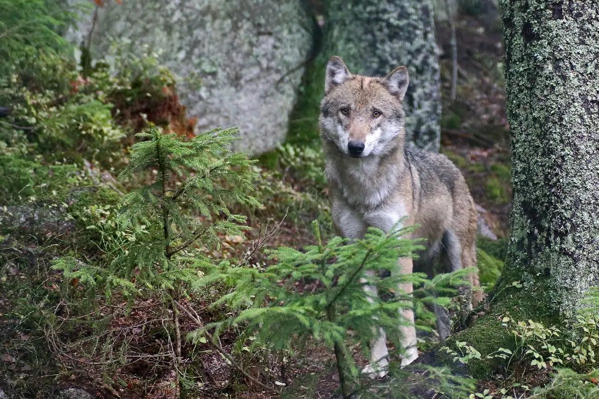 Wolf im Freigehege in Rehberg (Srní).