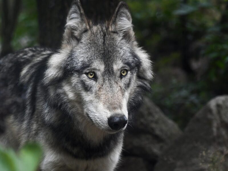 Böhmerwald: Entlaufene Wölfin eingefangen