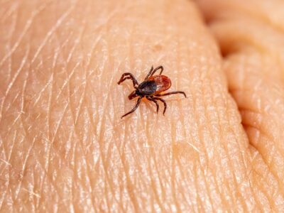 Wer in Tschechien lebt, sollte sich gegen Zeckenbisse schützen –zum Beispiel durch eine Impfung.