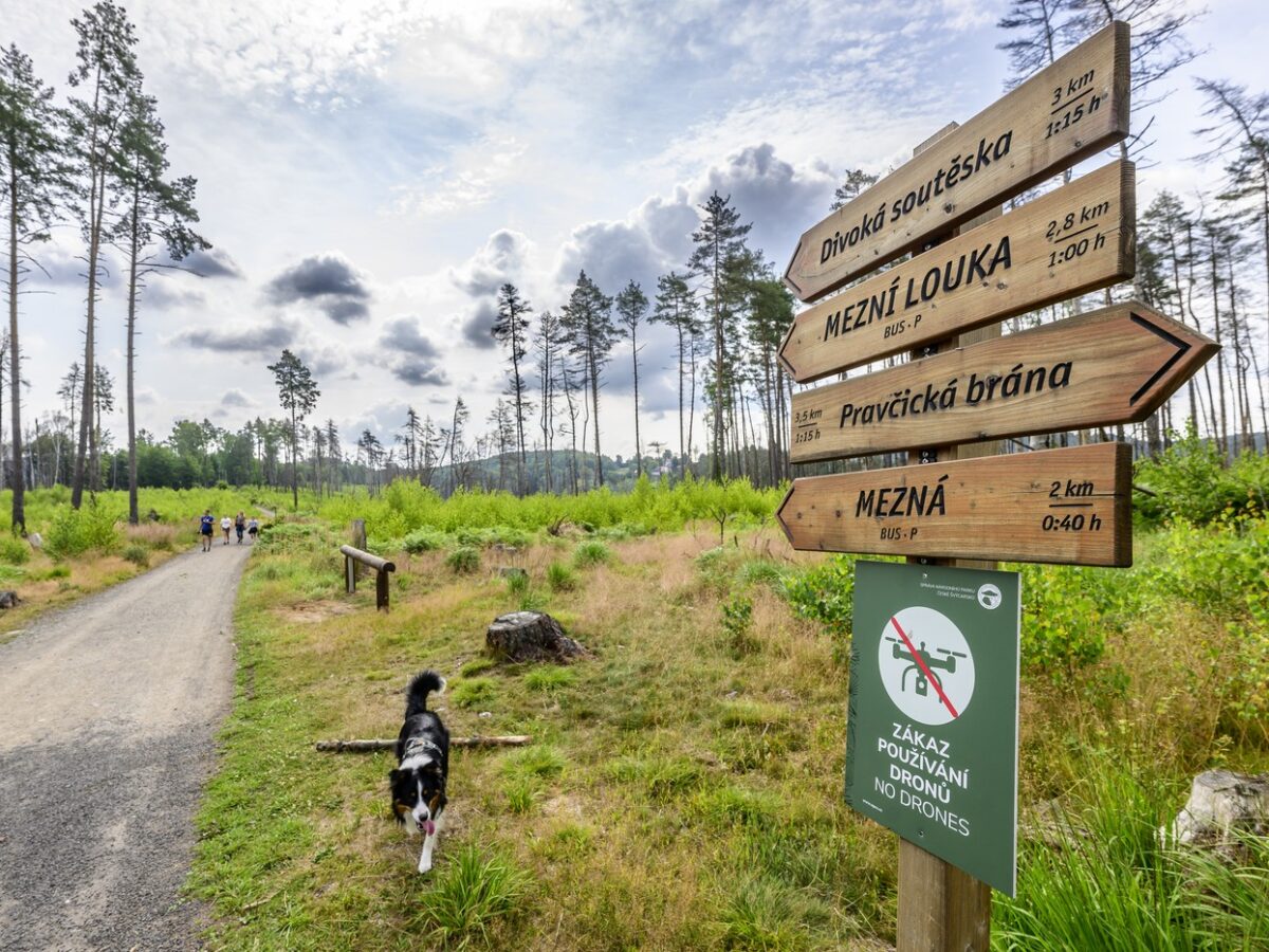 Auf tschechischer Seite führt der geplante Wanderweg durch das 2022 vom verheerenden Waldbrand betroffene Gebiet. Auf tschechischer Seite führt der geplante Wanderweg durch das 2022 vom verheerenden Waldbrand betroffene Gebiet.