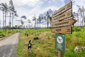 Auf tschechischer Seite führt der geplante Wanderweg durch das 2022 vom verheerenden Waldbrand betroffene Gebiet. Auf tschechischer Seite führt der geplante Wanderweg durch das 2022 vom verheerenden Waldbrand betroffene Gebiet.