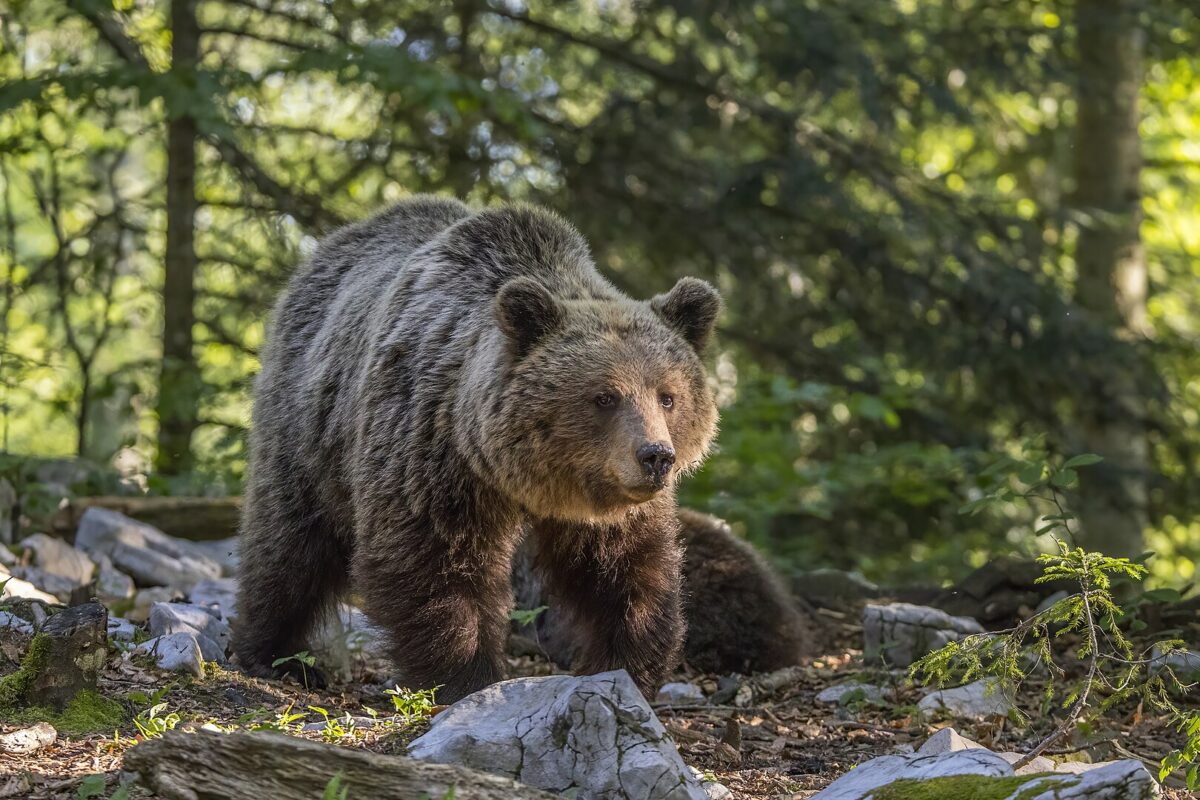 Das tschechische Umweltministerium geht aktuell Bärensichtungen nach. Die Tiere sind vermutlich aus privater Haltung entkommen. Die einzige wildlebende Bärenart in Europa ist der eurasische Braunbär (im Bild).