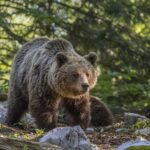 Das tschechische Umweltministerium geht aktuell Bärensichtungen nach. Die Tiere sind vermutlich aus privater Haltung entkommen. Die einzige wildlebende Bärenart in Europa ist der eurasische Braunbär (im Bild).