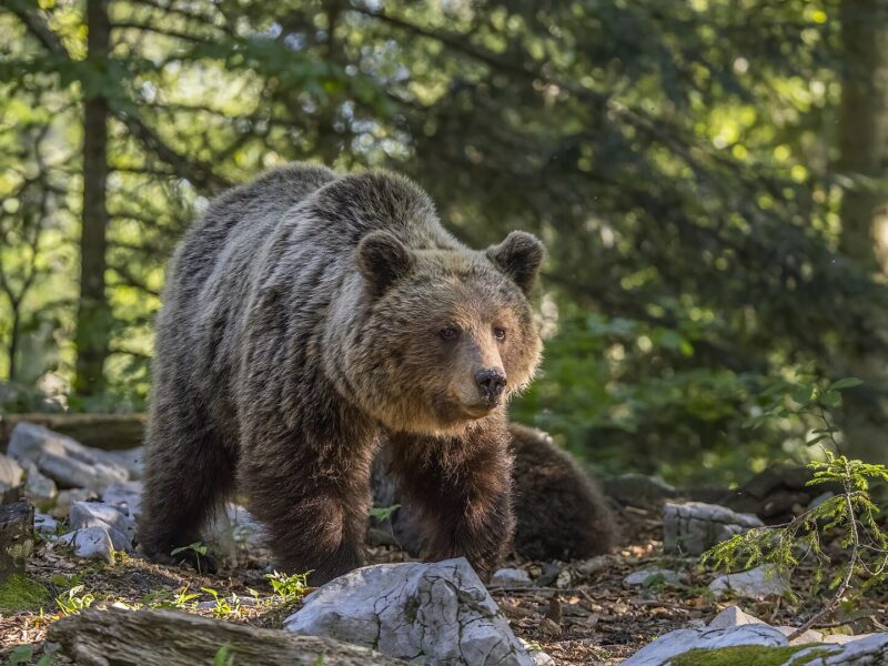 Das tschechische Umweltministerium geht aktuell Bärensichtungen nach. Die Tiere sind vermutlich aus privater Haltung entkommen. Die einzige wildlebende Bärenart in Europa ist der eurasische Braunbär (im Bild).