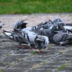 Überall in Prag zu finden und stets auf der Suche nach dem ein oder anderen Krümel: die Stadttaube.