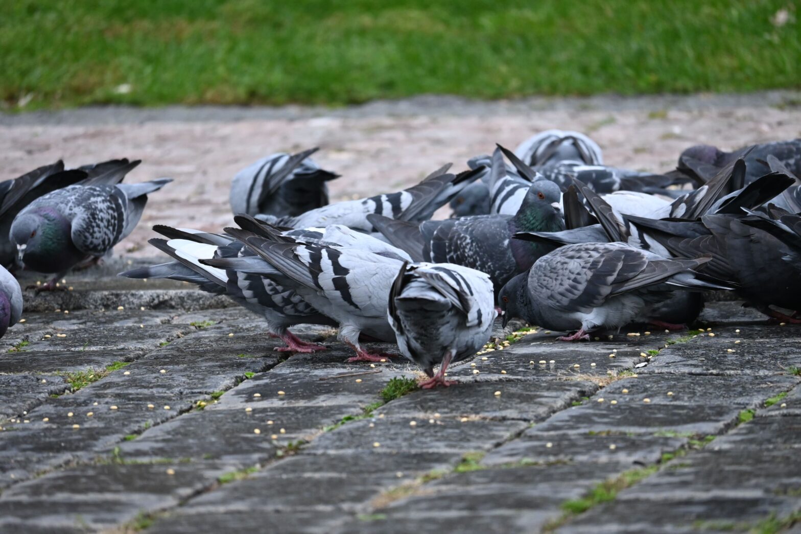 Überall in Prag zu finden und stets auf der Suche nach dem ein oder anderen Krümel: die Stadttaube.