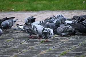 Überall in Prag zu finden und stets auf der Suche nach dem ein oder anderen Krümel: die Stadttaube.