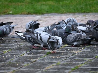 Prags gefiederte Bewohner